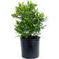 Southern Wax Myrtle in black pot