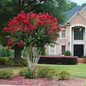 Scarlet Colorama™ Crape Myrtle in front yard Scarlet Colorama™ Crape Myrtle in front yard