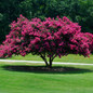 Tuscarora Crape Myrtle tree covered in blooms
