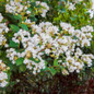Natchez Crape Myrtle flowering