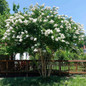 Natchez Crape Myrtle tree