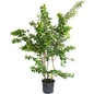 Natchez Crape Myrtle in 3 galon pot
