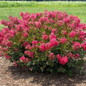 Bellini® Raspberry Crape Myrtle blooming