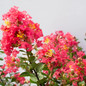 Bellini® Raspberry Crape Myrtle flowering