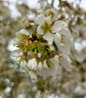 Snow Fountain Weeping Cherry cascading white blossoms