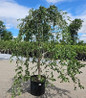 Snow Fountain Weeping Cherry nursery container tree