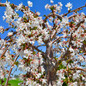 Weeping Yoshino Flowering Cherry tree