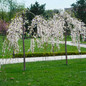 Weeping Yoshino Flowering Cherry flowering