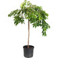 Weeping Yoshino Flowering Cherry in 5 gal black pot
