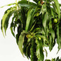 Bonanza Patio Peach Foliage
