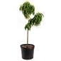 Bonanza Patio Peach Plant Pot