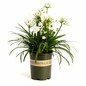 Bridal Veil® Agapanthus Plant Pot