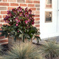 Ice N' Roses® Red Helleborus