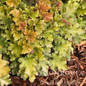 Marmalade Heuchera -Foliage