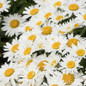 Shortstop™ Shasta Daisy Blooms
