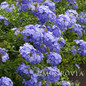 Royal Cape® Plumbago Blooms