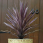 Bauer's Cordyline Close-Up