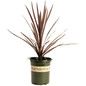 Bauer's Cordyline Plant Pot
