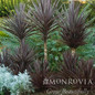 Bauer's Cordyline Blooms