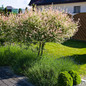 Tri-Color Dappled Willow Tree Blooms