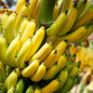 Dwarf Cavendish Banana Tree Fruit