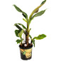 Dwarf Cavendish Banana Tree