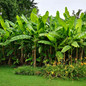 Dwarf Cavendish Banana Tree Farm