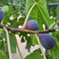 Black Mission Fig Close-Up