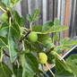Black Mission Fig Blooms