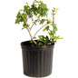 Black Mission Fig Plant Pot