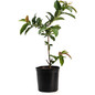 Ruby Supreme Guava Tree Plant Pot