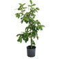 White Guava Tree in black pot
