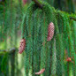 Weeping Norway Spruce Close-Up