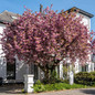 Kwanzan Flowering Cherry Tree Residential Area