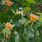 Tulip Poplar Tree flowers