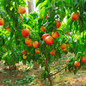 Contender Peach bearing fruit
