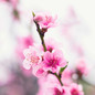 Contender Peach flowers