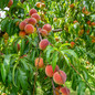Contender Peach fruits