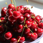 Bing Cherry Tree fruits Bing Cherry Tree fruits