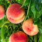 Elberta Peach Tree fruit