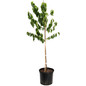 Elberta Peach Tree in pot