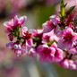 Elberta Peach Tree flowers