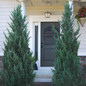 Moonglow Juniper Tree in the front door