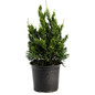 Hollywood Juniper Tree in planter