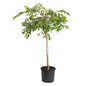 Yoshino Flowering Cherry Tree in 5 gal black pot