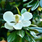 Teddy Bear® Southern Magnolia flower