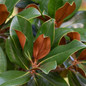 Teddy Bear® Southern Magnolia foliage