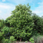 Cold Hardy Avocado tall Tree