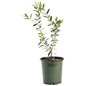 Arbequina Olive Tree in planter