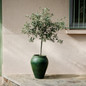 Arbequina Olive Tree in a big planter